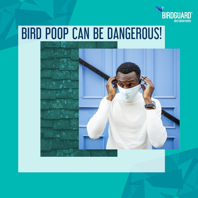 Bird Poop Can Be Dangerous